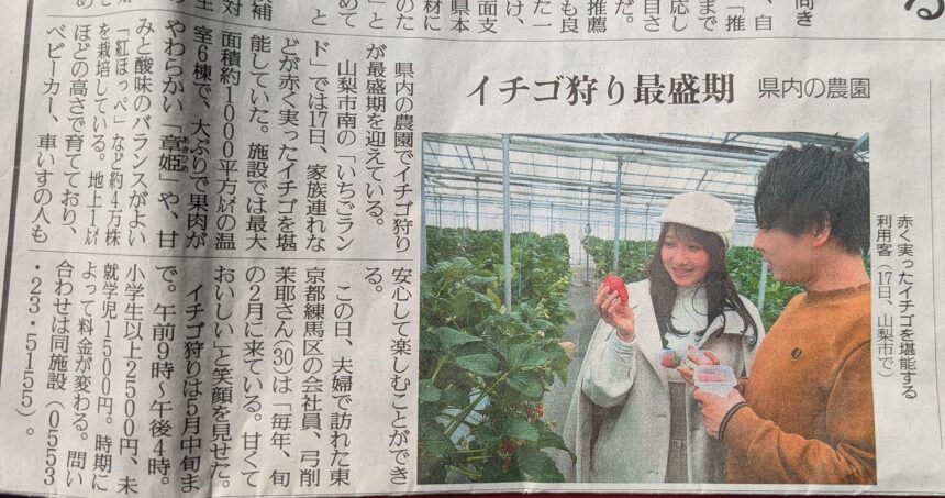 山梨市いちごランド中島農園新聞掲載