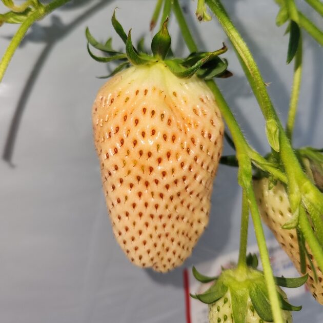 ホワイトベリーいちご